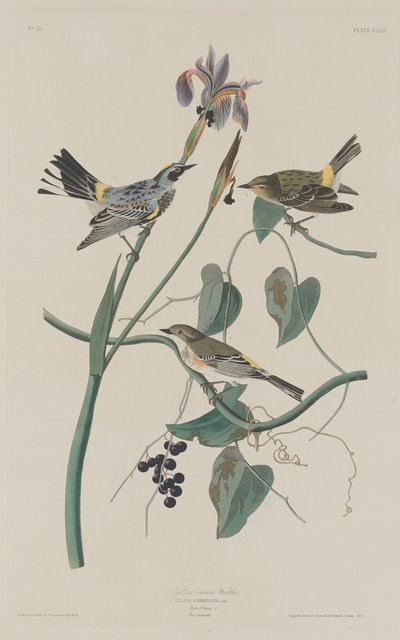 Geelkruin Zanger door Robert Havell after John James Audubon