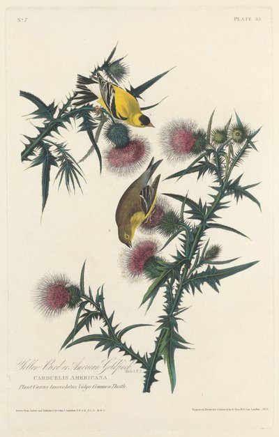 Gele Vogel of Amerikaanse Distelvink door Robert Havell after John James Audubon