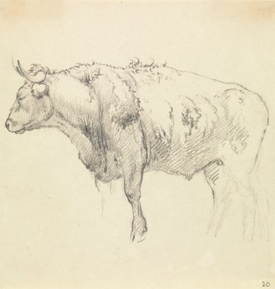 Een Stier door Robert Hills