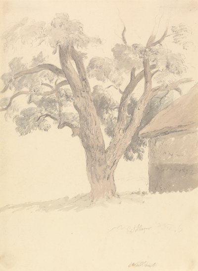 Walnotenboom door Robert Hills