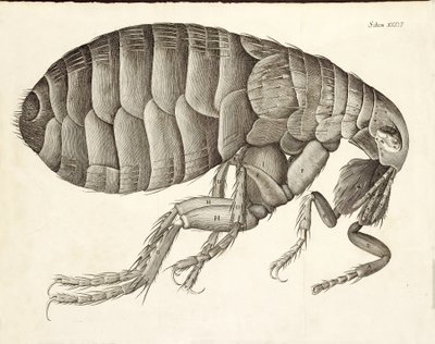 Dwarsdoorsnede van een vlo uit Micrographia, pub. 1665 door Robert Hooke