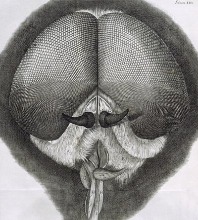 Grijze zweefvlieg, observatie XXXIX uit Hookes Micrographia door Robert Hooke