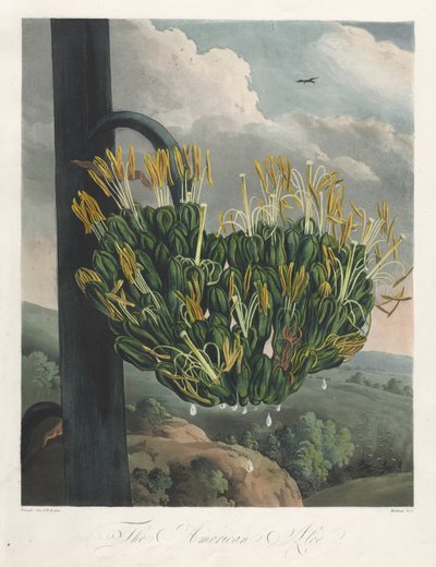 De Tempel van Flora, of Tuin van de Natuur: De Amerikaanse Aloë, 1807 door Robert John Thornton