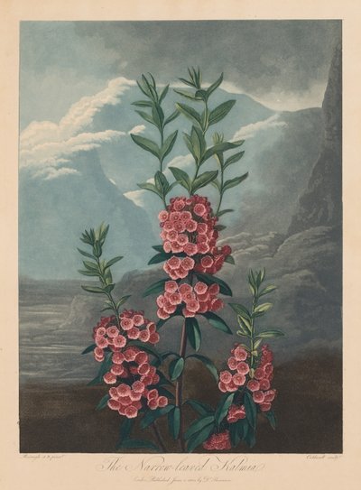 De Tempel van Flora, of Tuin van de Natuur: De Smalbladige Kalmia, Berglaurier door Robert John Thornton