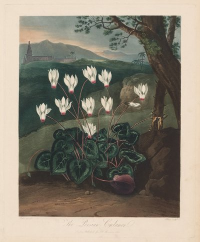 De Tempel van Flora, of Tuin van de Natuur: De Perzische Cyclamen door Robert John Thornton