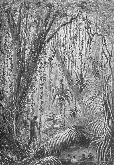 Braziliaans bos, ca. 1885-1890 door Robert Taylor Pritchett