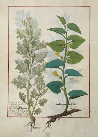 Illustratie uit Het Boek der Eenvoudige Geneesmiddelen door Mattheaus Platearius door Robinet Testard