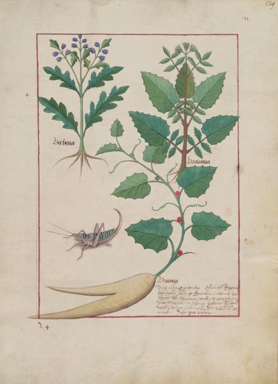 Ms Fr. Fv VI #1 fol.139r Illustratie uit Het Boek der Eenvoudige Geneesmiddelen door Mattheaus Platearius (d.c.1161) c.1470 door Robinet Testard