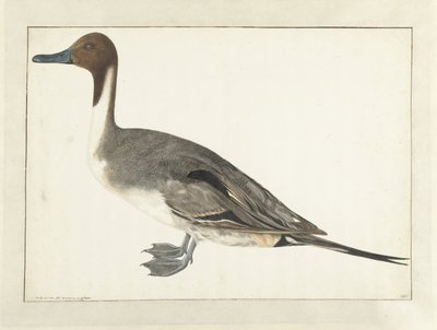 Drake Pintail door Rochus van Veen