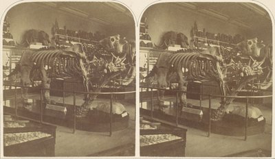 Het Megatherium, British Museum door Roger Fenton