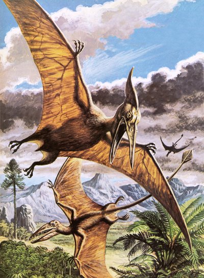 Pteranodon (boven) en Rhamphorhynchus (onder) door Roger Payne