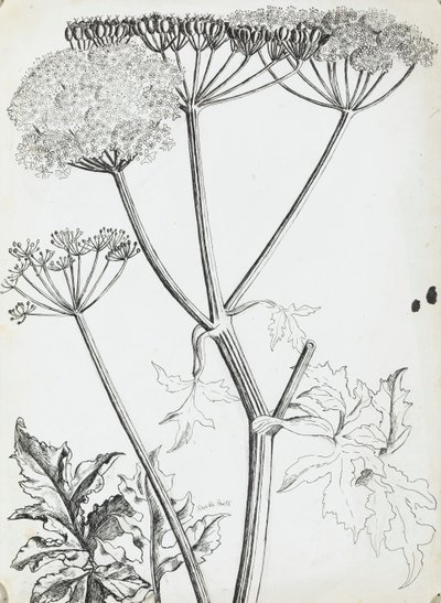 Fluitenkruid door Rosalie Brill