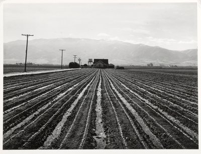 Jonge sla, Salinas, Californië door Russell Lee