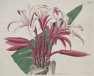 Het botanische tijdschrift of bloementuin tentoongesteld: Statige Crinum door S. Curtis