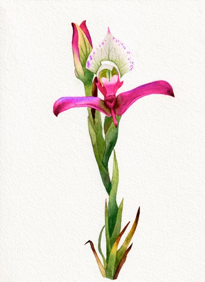 Roze orchidee in bloei door Salome