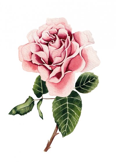 Roze roos in aquarel door Salome