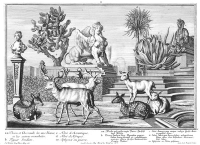 Damwild door Salomon Kleiner