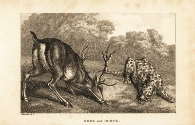 Ontmoeting tussen een hert, Cervus elaphus, en een sneeuwluipaard, Panthera uncia door Samuel (after) Howitt