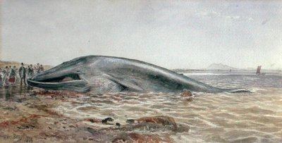 De Aberlady-walvis, Longriddy Bay door Samuel Bough