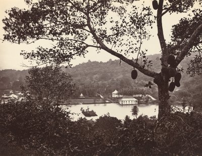 Een Blik vanaf Upper Lake Road met Tempel en Eiland met Park -- fruitboom op de voorgrond door Samuel Bourne