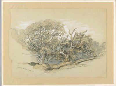 Tekening, Oak Wood, Montauk, New York, 8 september 1880 door Samuel Colman