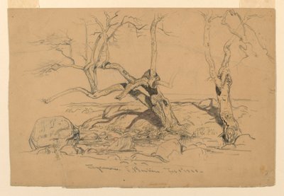 Tekening, Studies. Bomen, Santa Barbara, Californië, 3 februari 1888 door Samuel Colman