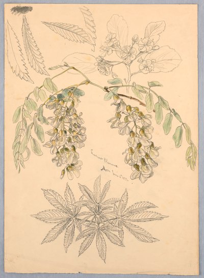 Acaciabloesems door Samuel Colman