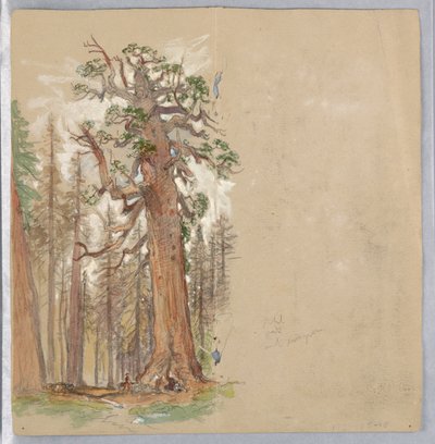Eik en groenblijvende plant door Samuel Colman