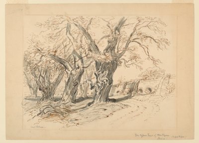 Studie voor De cipressen van Montezuma, Park van Chapultepec, Mexico door Samuel Colman