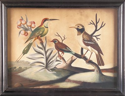 Indiase bijeneter, zwart-witte Indiase spreeuw en Braziliaanse vink door Samuel Dixon