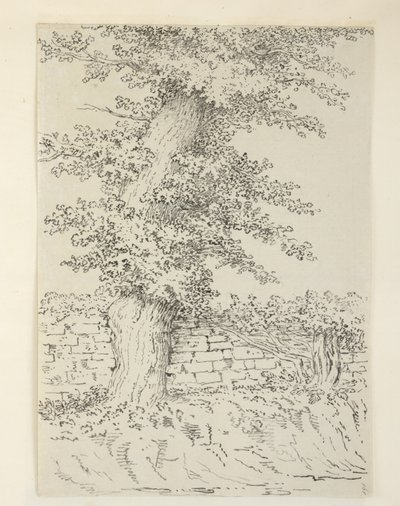 Een iepboom in Bedminster door Samuel Hieronymous Grimm