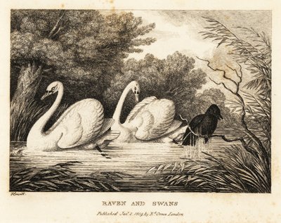 Een raaf probeert zich te wassen om meer op de witte zwanen te lijken. 1811 (ets) door Samuel Howitt