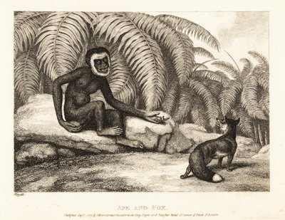 Een staartloze aap vraagt een vos om een deel van zijn staart. Aap en vos. 1811 (ets) door Samuel Howitt