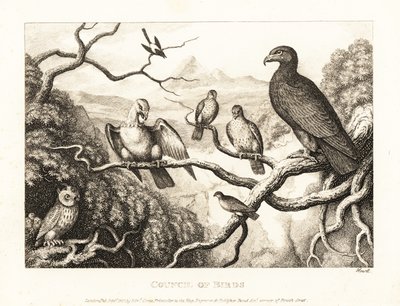 Een adelaar voorzit een hof van vogels in een boom. 1811 (ets) door Samuel Howitt