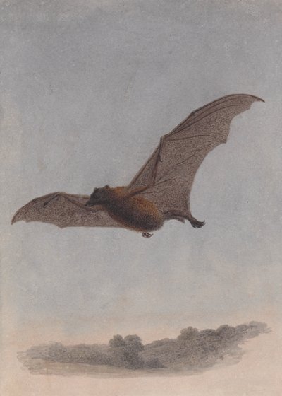 Studie van een vampiervleermuis door Samuel Howitt