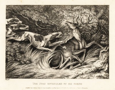 Drie honden vallen een hert aan dat door zijn gewei gevangen is. 1811 (ets) door Samuel Howitt