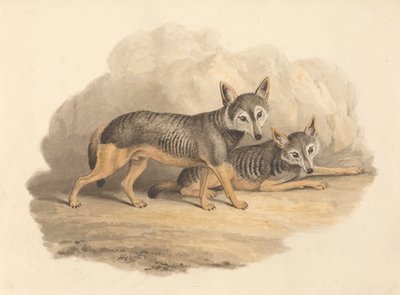 Twee hyena