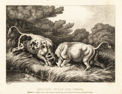 Twee stieren vergrendelen hun hoorns bij een vijver vol kikkers. 1811 (ets) door Samuel Howitt