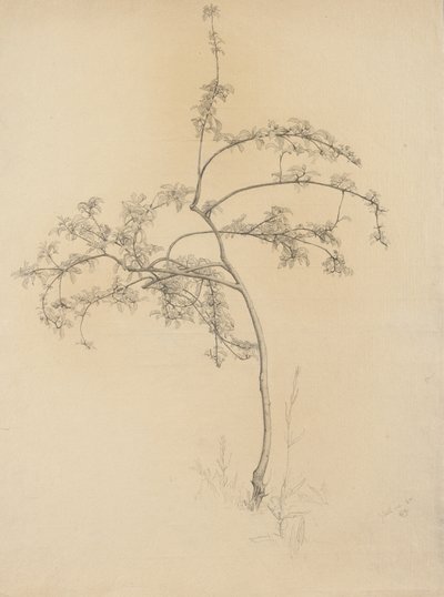 Bloeiende boom, 1884 door Samuel Isham