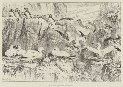 Vogels op de Bass Rock, in het Natuurhistorisch Museum, South Kensington door Samuel John Carter