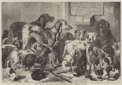 Huis voor verloren en uitgehongerde honden, Hollingsworth-Street, Islington door Samuel John Carter