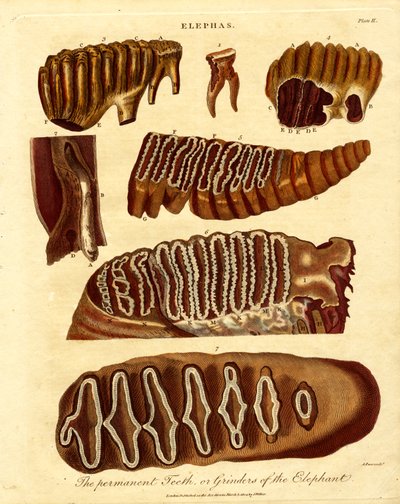 De permanente tanden; of slijpers van de olifant door Samuel John Neele