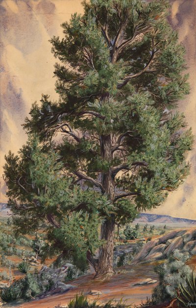 Pijnboom, n.d. door Sandow