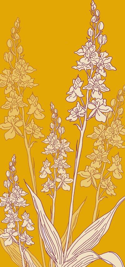 Spinorchidee, 2017 door Sarah Hough