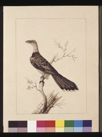 Pagina 1. Anomalous Hornbill: Gesigneerd l.c. Sarah Smith. Nu bekend als een Kanaalbekkoekoek, c.1789-90 door Sarah Stone