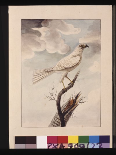 Witte Havik door Sarah Stone
