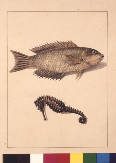 Pagina 2. Cyprinaceous Labrus en Hippocampus. Nu bekend als Wrasse of Papegaaivis en Zeepaardje door Sarah Stone