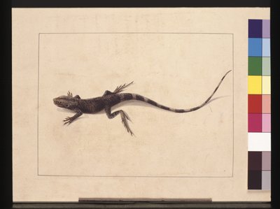 Pagina 31. Muricated Hagedis. Nu bekend als een boomdraak, c.1789-90 door Sarah Stone