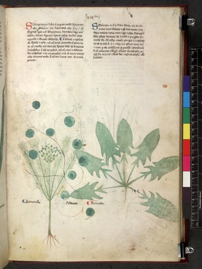 Tractatus de herbis (Kruidenboek) ca. 1280-1310 door School Italian