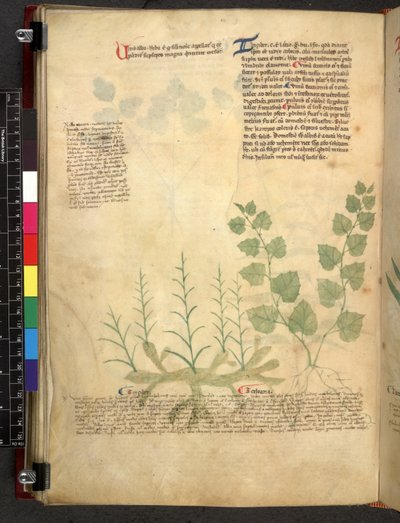 Tractatus de herbis (Kruidenboek) c.1280-1310 door School Italian